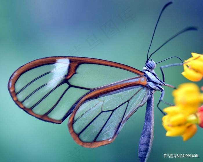 透明翅膀的宽纹黑脉绡蝶图片