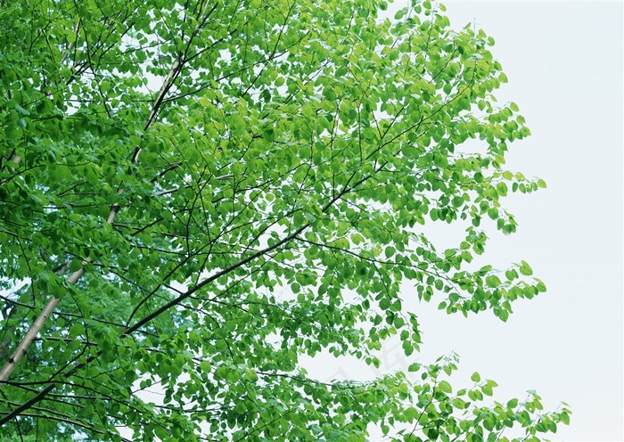 森林的树缝穿过的光树林风景摄影图片