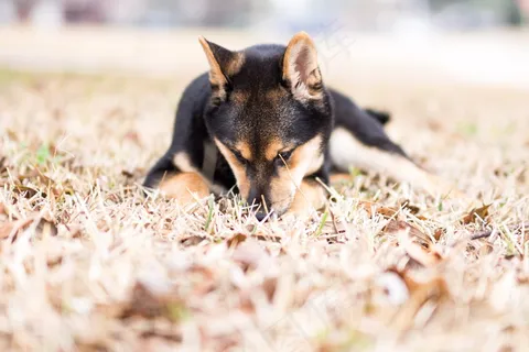 草地狼犬图片 草地狼犬图片