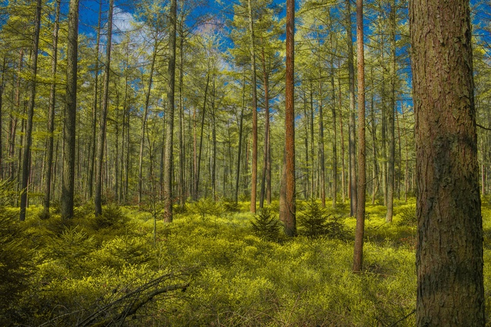 茂密森林树木景观图片