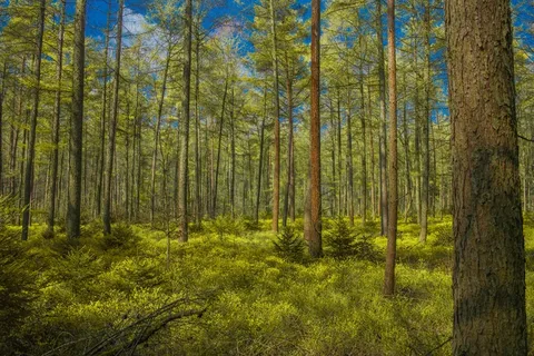 茂密森林树木景观图片 茂密森林树木景观图片