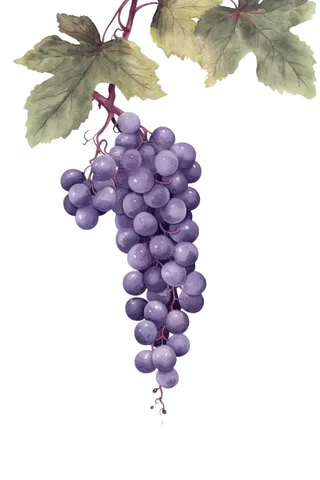 葡萄水彩国风元素