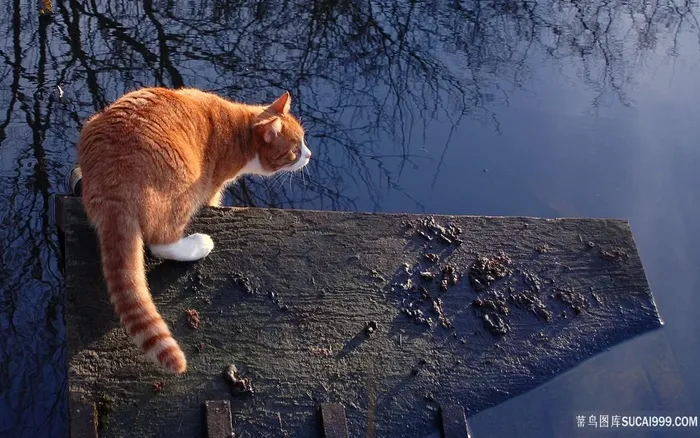 唯美湖畔猫壁纸