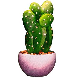 仙人掌盆栽彩绘图片