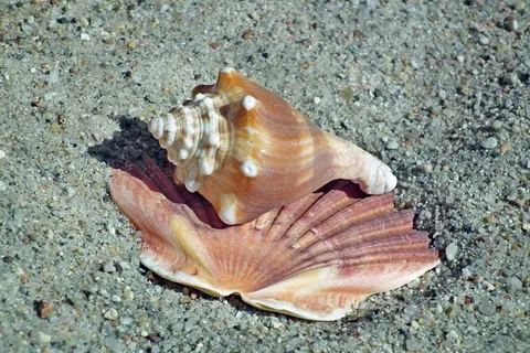海滩贝类素材图片 海滩贝类素材图片