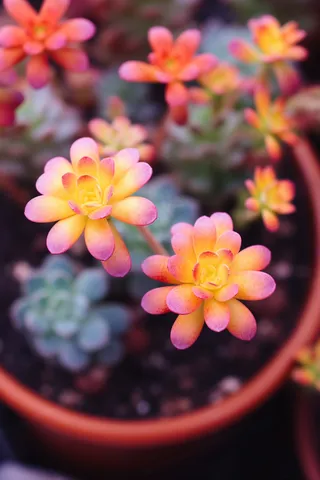 多肉植物盆栽摄影图