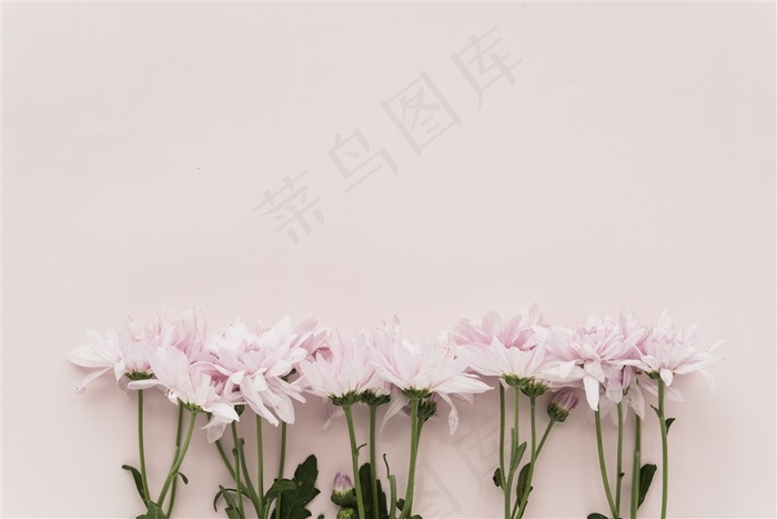 春季春天粉色菊花鲜花卉粉色桌面背景