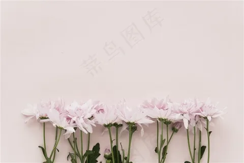 春季春天粉色菊花鲜花卉粉色桌面背景 春季春天粉色菊花鲜花卉粉色桌面背景