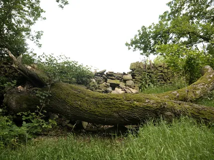 古树 残垣 瓦砾  树丛   高清图 景色