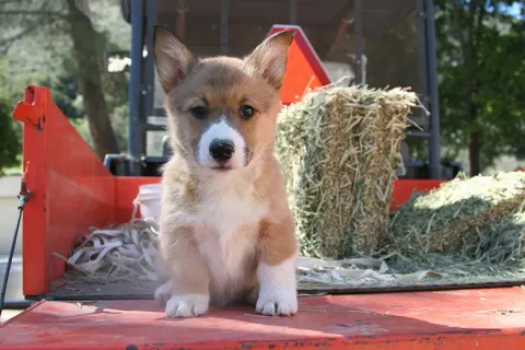 可爱柯基犬图片 可爱柯基犬图片
