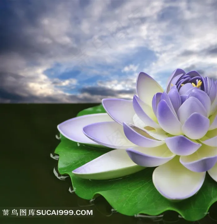 紫色荷花睡莲高清图片