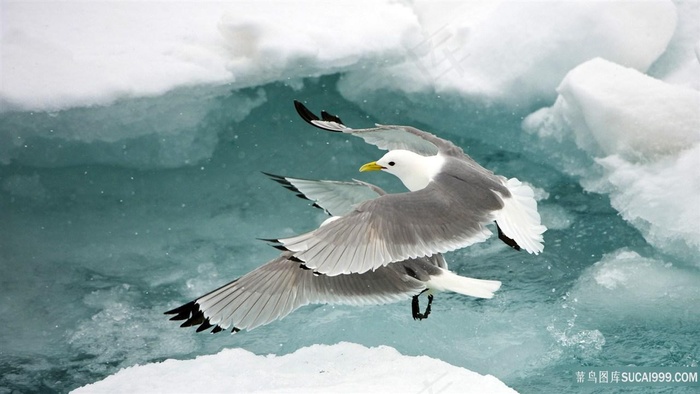 海鸥美景风景画壁纸