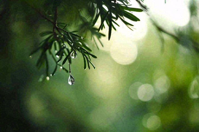 绿色树林里面下雨过后的松枝挂着水滴摄影图(1344x896)