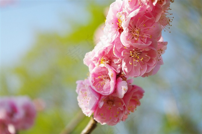 梅花树枝上粉红色的梅花素材大图