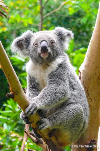 野生动物树袋熊摄影图片