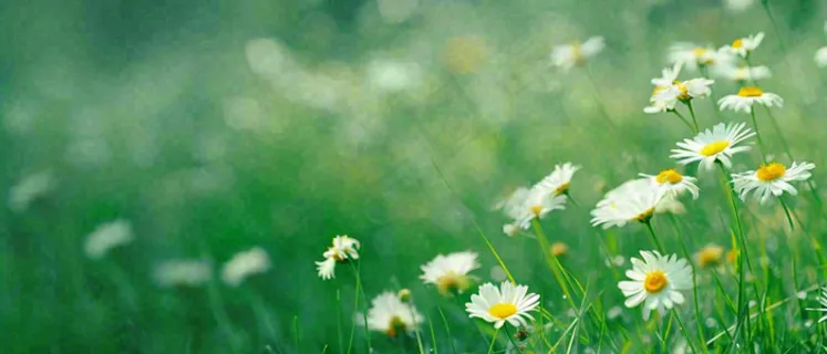 夏至夏天向阳菊花草地立夏小暑摄影图