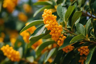 金桂树枝摄影图 