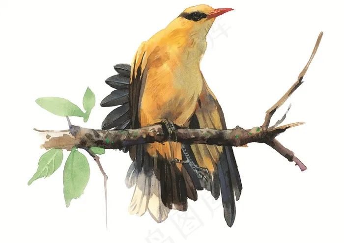 漂亮的彩绘小鸟素材手绘插画