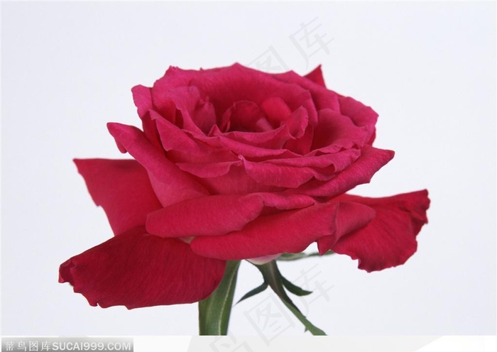 玫瑰花物语-盛开的鲜红玫瑰