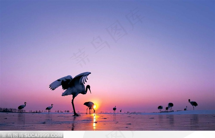 黑龙江·齐齐哈尔风光—中国鹤乡