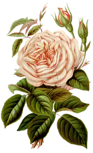 复古手绘植物花卉玫瑰花PNG免扣图案高清图片PS设计素材图