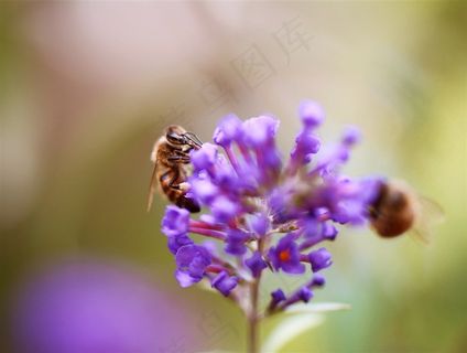 唯美蜜蜂鲜花图片