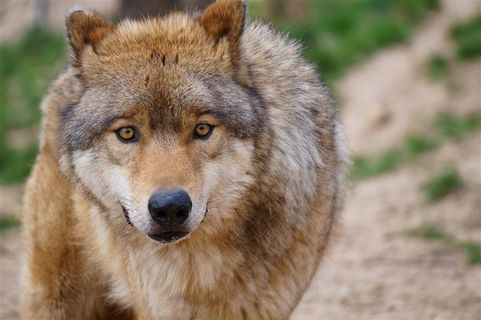唯美野生动物棕色狼图片