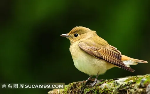 漂亮的小鸟图片摄影