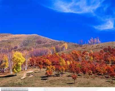 郊野风光-漂亮的红色灌木丛