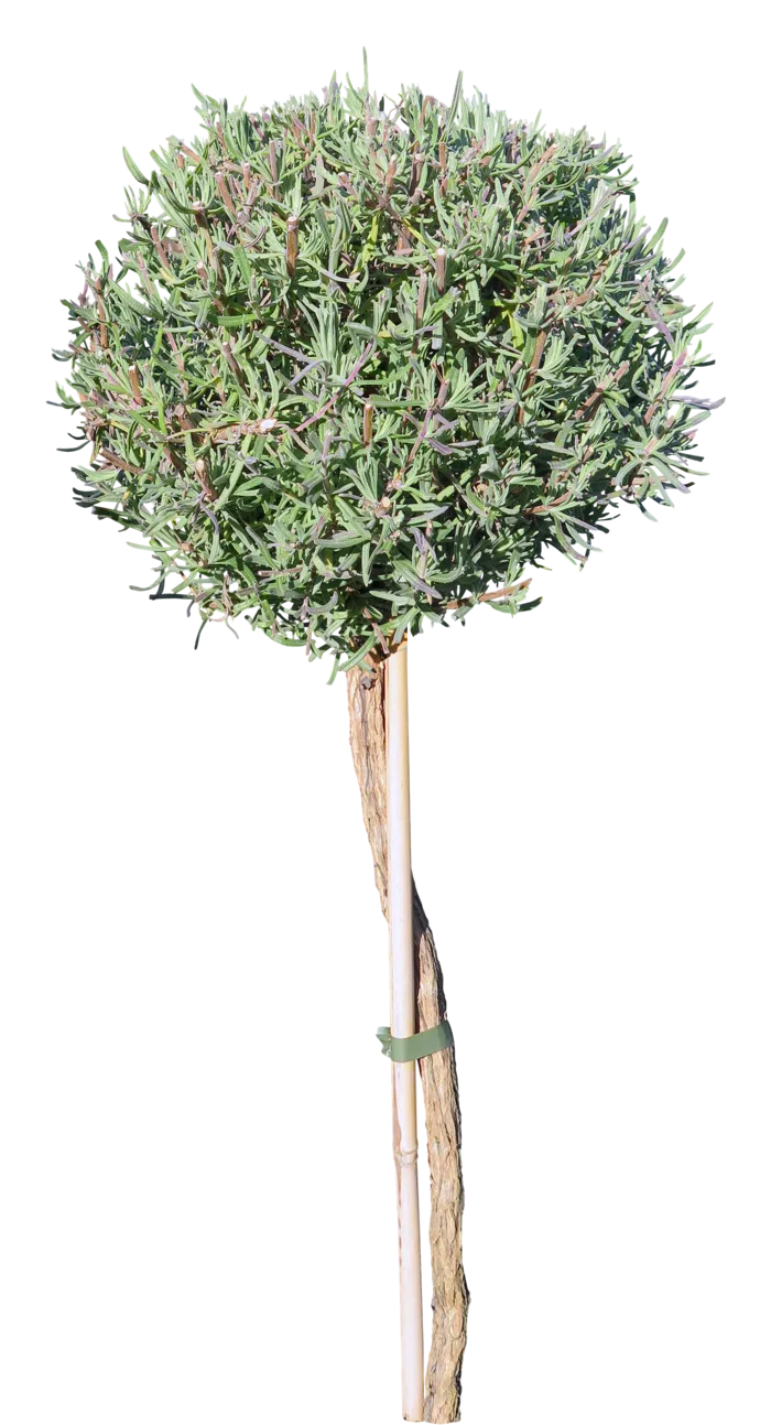 高清树木素材 免抠PSD植物素材 美术绘画园林贴图 树草灌木花草