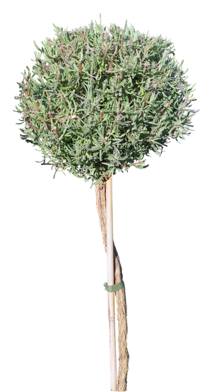 高清树木素材 免抠PSD植物素材 美术绘画园林贴图 树草灌木花草