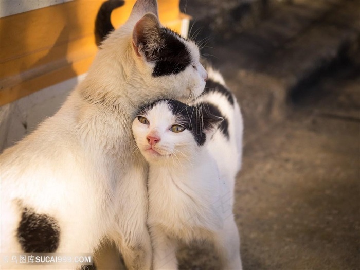 高清两只猫咪依偎一起萌宠摄影图片