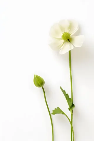 荷叶白色简约背景