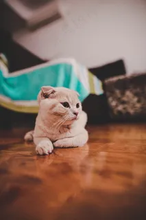 可爱折耳猫图片 可爱折耳猫图片