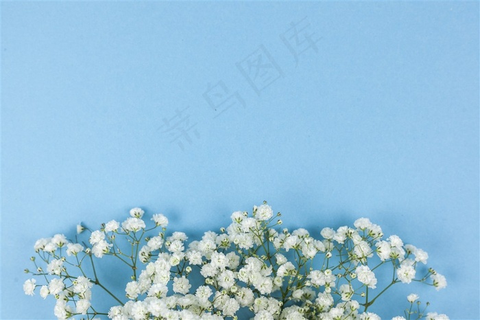 春季春天白色满天星鲜花卉蓝色桌面背景