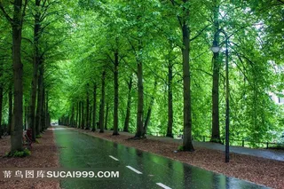 公路两旁笔直的大树