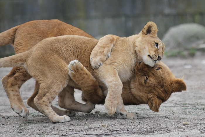 狮子动物园动物森林野生设计素材