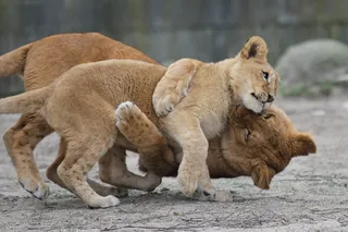 狮子动物园动物森林野生设计素材