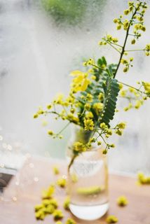 玻璃瓶水培花卉图片