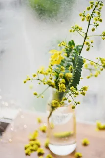 玻璃瓶水培花卉图片