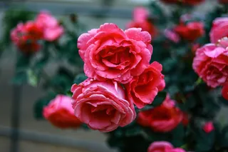 红色月季花背景图