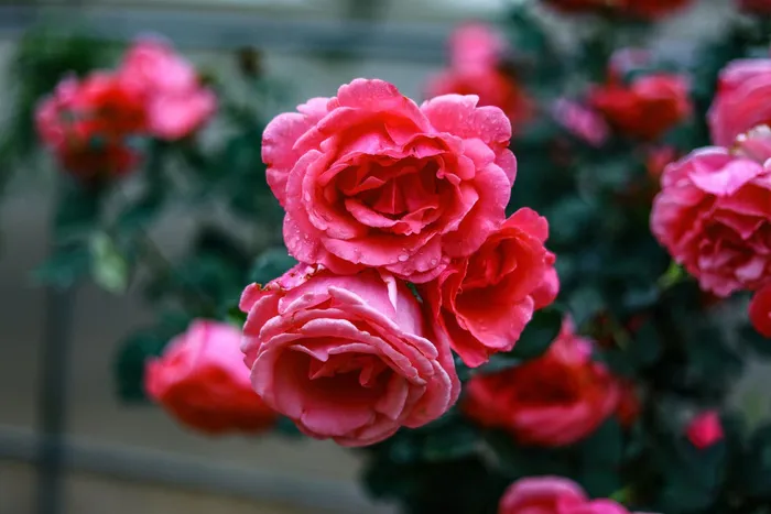 红色月季花背景图 红色月季花背景图