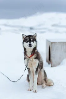 可爱哈士奇雪橇犬图片 可爱哈士奇雪橇犬图片
