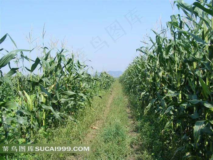 高清田间地头风景摄影图片