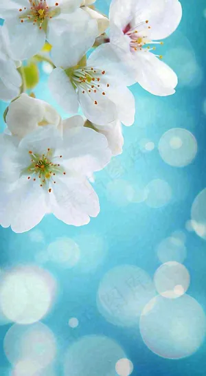 春天清新白色鲜花树枝，文艺新鲜浪漫摄影图