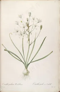 高清花草花卉植物雷杜德原版图谱