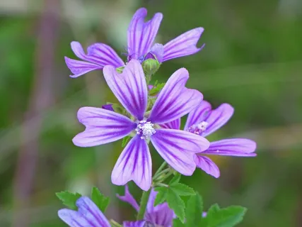 紫色锦葵花图片 紫色锦葵花图片