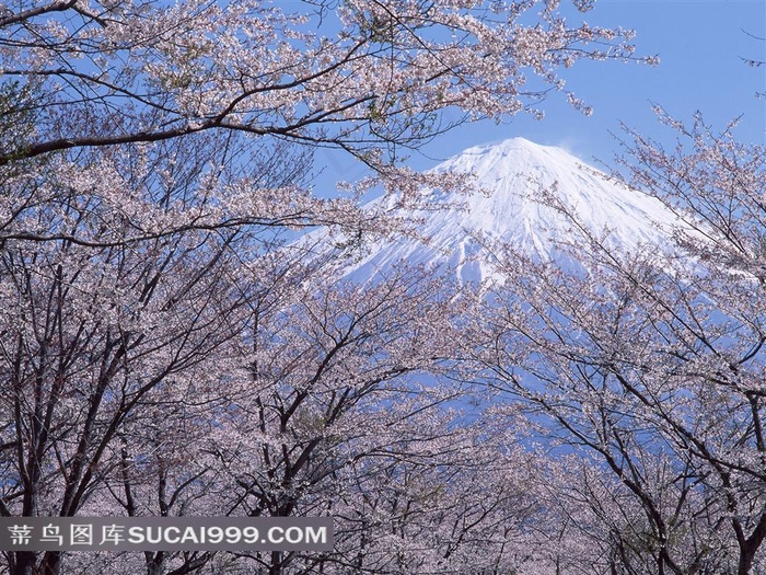 富士山樱花摄影素材