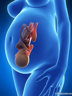 孕妇胎儿正确位置的人体器官图片素材