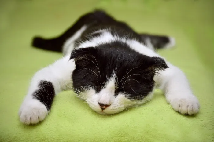 可爱猫猫图片